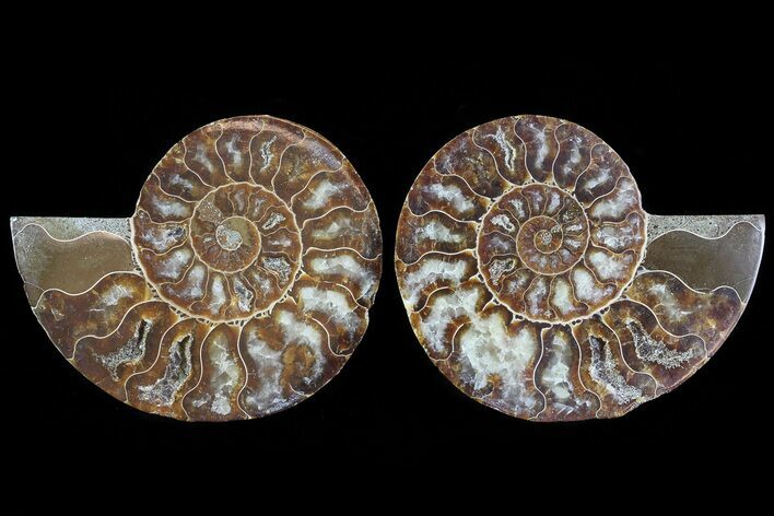 Cut & Polished Ammonite Fossil - Agatized #78381